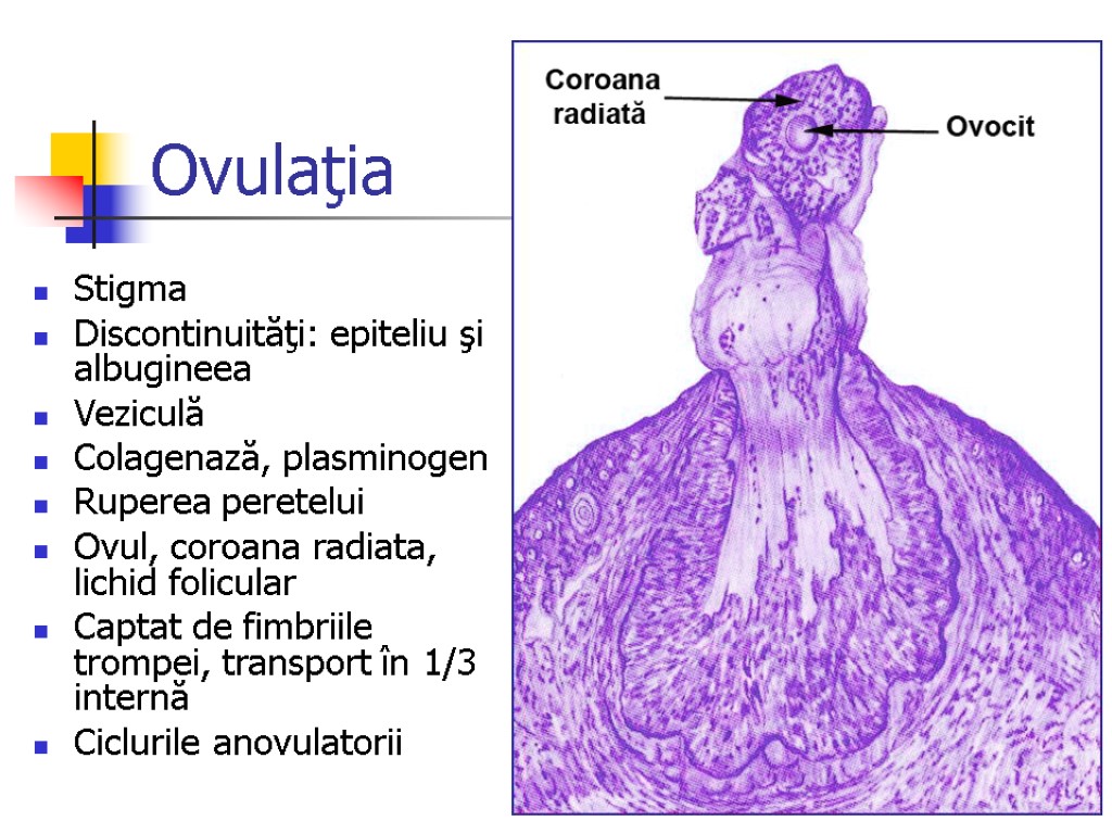 Ovulaţia Stigma Discontinuităţi: epiteliu şi albugineea Veziculă Colagenază, plasminogen Ruperea peretelui Ovul, coroana radiata,